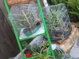 Singular...es, hotel i Chuy