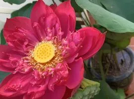 Home Stay Sen biển