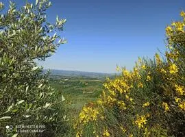 Poggio dei Carli