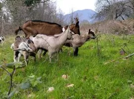 Farm house Godinje