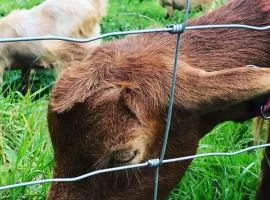 Bramble Cottage on the edge of Exmoor