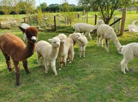 Double Decker Bus on an Alpaca farm sleeps 8, hotel in Bovey Tracey