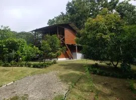 Casa Osa Lion