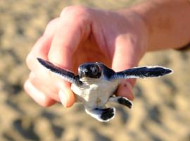 Java Turtle Lodge Meru Betiri, homestay di Banyuwangi