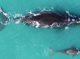 Grandview 307- Premium River and Ocean Views, ξενοδοχείο κοντά στο Αεροδρόμιο Ballina Byron Gateway - BNK, Ballina