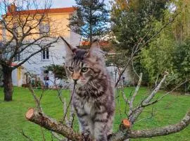 La Maison du Main Coon