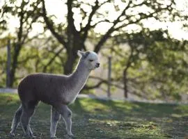 Agriturismo Il Beccafico Alpaca