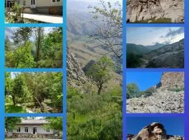 FOREST Guest House