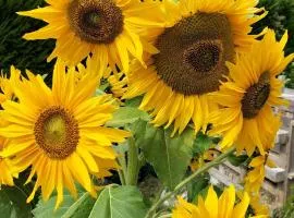 I girasoli