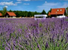 Lawendowy Zakątek Machowino- Domek Grosso