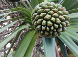 Le petit cactus 1, holiday rental in Bras-Panon