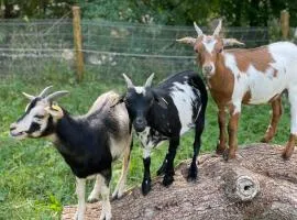 Eifel-Apartments Orsfeld - Apartments mit Tieren & Natur