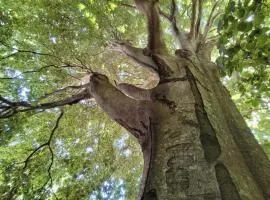 Tente Tipi en plein cœur d'une forêt