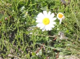 La Marguerite