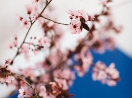 Cherry Blossom - Backup Power Inverter, hotel malapit sa Ceres Zipline Adventures, Ceres