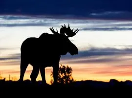 Wildlife Panorama Lofoten