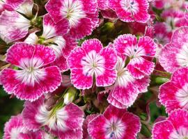 Zeus Bungalow, bungalow in Kotagiri