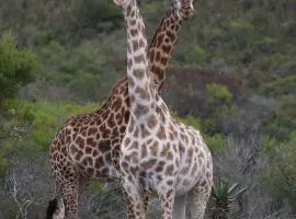 Garden Route Safari Camp