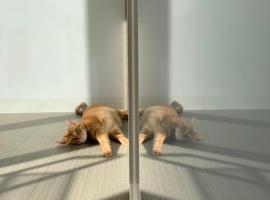 Koju Private House, pet-friendly hotel in Tainan