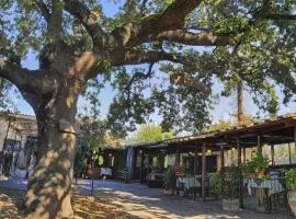 La Vecchia Quercia