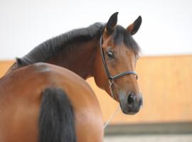 Domaine équestre de la Chênaie, hotel a Saumur