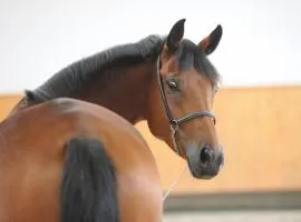 Domaine équestre de la Chênaie