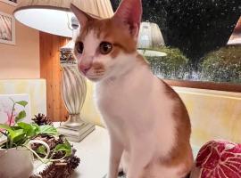 DeerStar HomeStay B&B, pet-friendly hotel in Dongshan