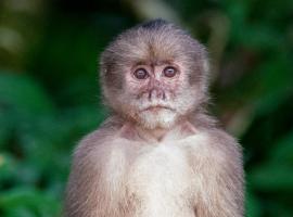 Anaconda Lodge Ecuador, plážový hotel v destinaci Ahuano