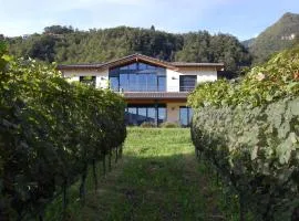 B&B Il Vigneto
