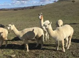 GOULBURN ALPACA FARM STAY