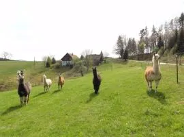 ruhiges Wohnen am Lama und Maine Coon Hof in Alleinlage in Biederbach 3 Zimmer mit Kochgelegenheit Bad