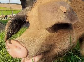 Sheepinn de geul, hotel i Tielt-Winge