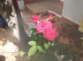 El Madroño de la Encantada