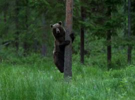 Kempings Bear Watching Hide of Alutaguse pilsētā Palasi