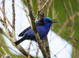 Leatherback Lodge Eco B&B, chata v destinaci Salybia