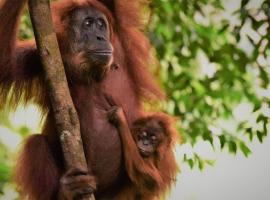 Lucky Bamboo'Bungalows-Resto and Orangutan Jungle Trekking Tours, chalupa v destinaci Bukit Lawang