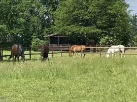 Cozy holiday home on a horse farm in the Lüneburg Heath