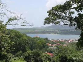 Le Cacaoyer