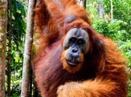 Orangutan Trekking Lodge