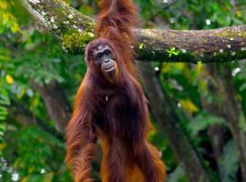 Bukit Lawang Trekking Organizer, hotel di Bukit Lawang