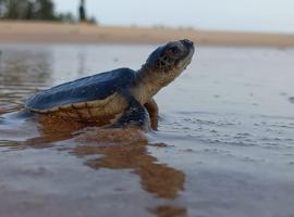Turtle Watch Cabana, вариант жилья у пляжа в Тангалле