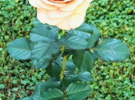 Bilocale Le Rose, hotel in Vada