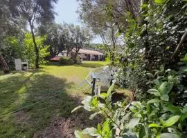 L'Ulivo