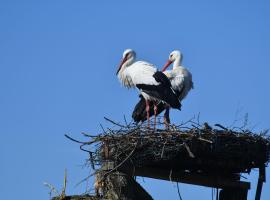 Ferienwohnung Storchennest, hotel in Bad Rothenfelde