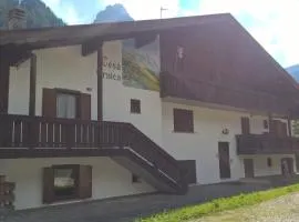Arnica
