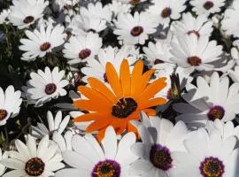 Langebaan Paradise Beach Self Catering 5 Elara