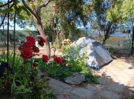 Camping Curtea Pescărușului, campingplads i Vama Veche