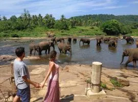 Peacock Village Pinnawala - Offer Alert! Elephant Welfare Program