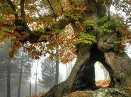 GREDOS RURALRUT cerca del CASTAÑAR de El Tiemblo, Reserva Natural VALLE DE IRUELAS, alojamiento acogedor con cabina hidromasaje, chimenea eléctrica, calefacción, wifi, cocina