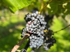 Cozy Rooms at Organic Vinery, Vesterhave Vingaard - see more at BY-BJERG COM, bolig ved stranden i Karrebæksminde